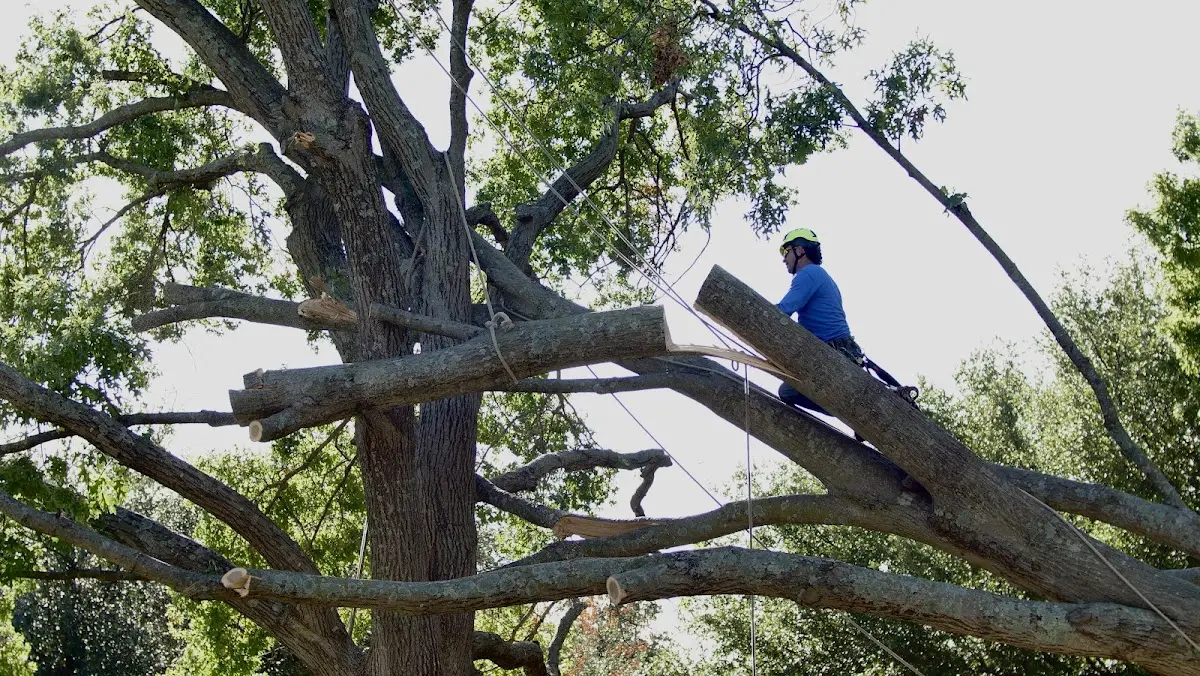 Professional Crown Thinning performed by certified arborists in Eure